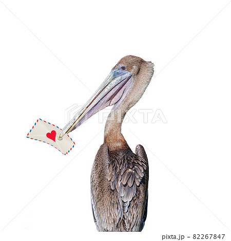 Big pelican holding in his beak a love letter isolated at white background. Concept of love, dating and glamour. Big pelican holding in his beak a love letter isolated at white background. Concept of love, dating and glamour. 82267847