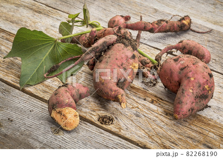 sweet potato freshly harvested 82268190