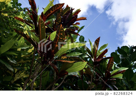 沖縄県宮古島　青空とクロトンの色鮮やかな葉 82268324