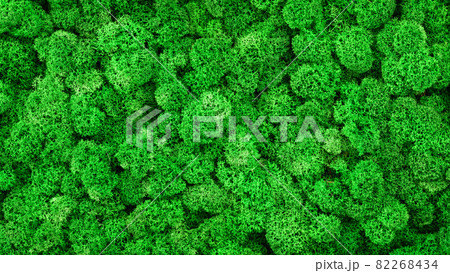 Moss texture background, banner with green reindeer moss in forest, garden or indoor 82268434