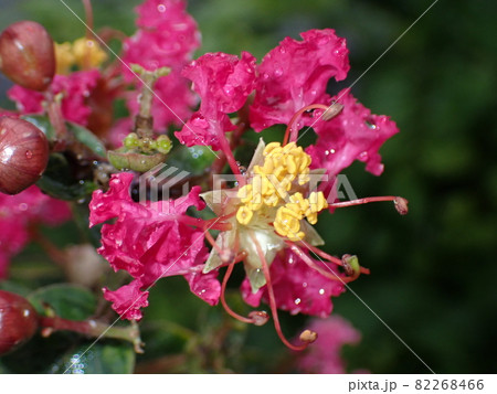 百日紅の花のアップ 百日紅の花のアップ 82268466