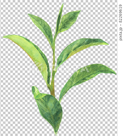 水彩茶葉 82269619