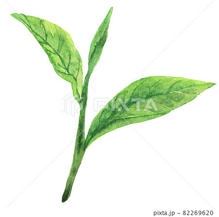 水彩お茶の葉っぱ 82269620