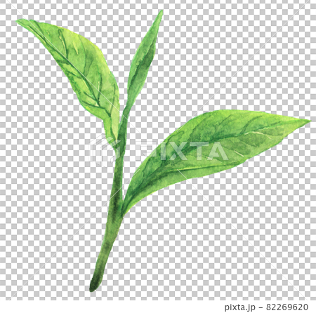 水彩お茶の葉っぱ 82269620