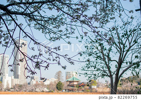 不忍池／東京都台東区上野公園 82269755