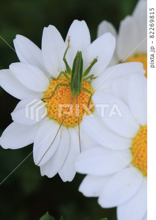小さな花びらの上でじっとしているバッタ 小さな花びらの上でじっとしているバッタ 82269815