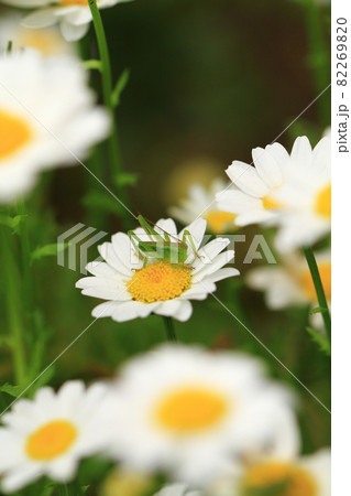 小さな花びらの上でじっとしているバッタ 82269820