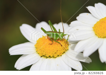 小さな花びらの上でじっとしているバッタ 小さな花びらの上でじっとしているバッタ 82269826