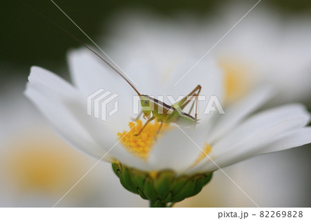 小さな花びらの上でじっとしているバッタ 小さな花びらの上でじっとしているバッタ 82269828