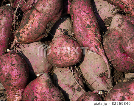 秋の風物詩　掘りたてサツマイモ 82269846