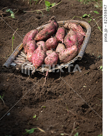 秋の風物詩　掘りたてサツマイモ 82269847