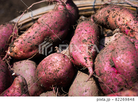 秋の風物詩　掘りたてサツマイモ 82269848