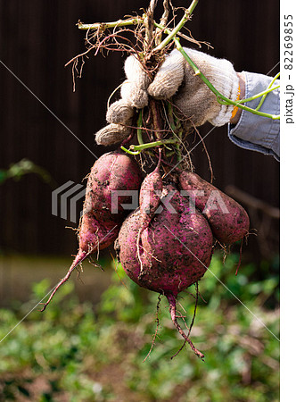 秋の風物詩　掘りたてサツマイモ 82269855