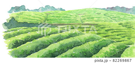 Watercolor Tea Plantation Stock Illustration