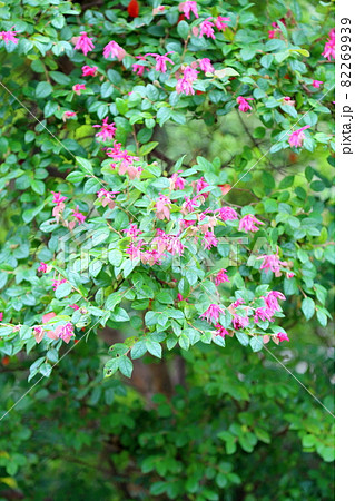 アカバナトキワマンサクの花 アカバナトキワマンサクの花 82269939