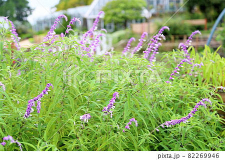 サルビア レウカンサの花 サルビア レウカンサの花 82269946