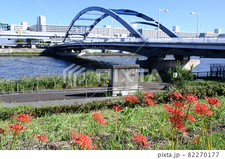 彼岸花と隅田川 82270177