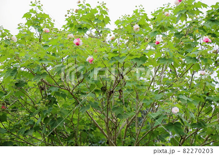 スイフヨウの花 スイフヨウの花 82270203
