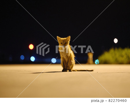 夜のキタキツネ 82270460