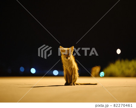 夜のキタキツネ 夜のキタキツネ 82270461