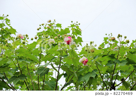 スイフヨウの花 スイフヨウの花 82270469