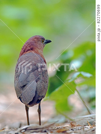 ミゾゴイ_20080524_0159 82270699