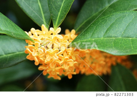 キンモクセイ（金木犀）の花は雄花だけ！ 82271303