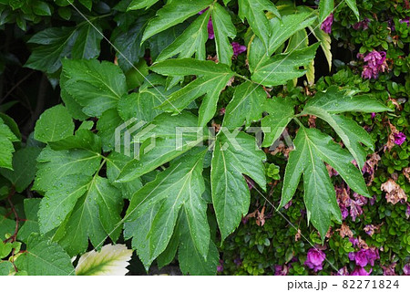 アシタバ（明日葉） 82271824