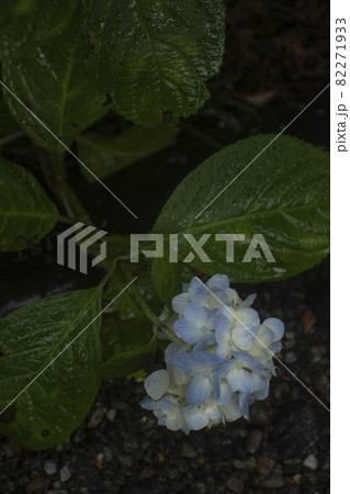 雨粒に濡れる道端に咲く紫陽花 82271933