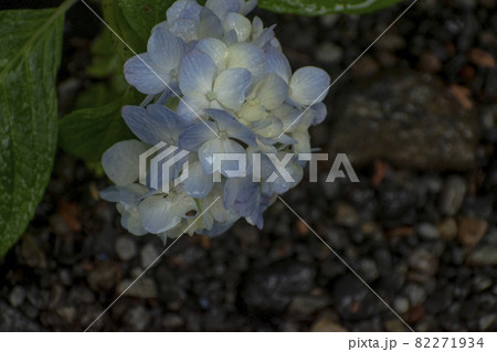 雨粒に濡れる道端に咲く紫陽花 82271934
