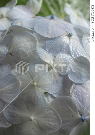 雨粒に濡れる道端に咲く紫陽花 82271935