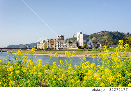 筑後川の菜花 82272177