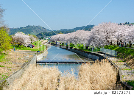 流川の桜並木 82272272