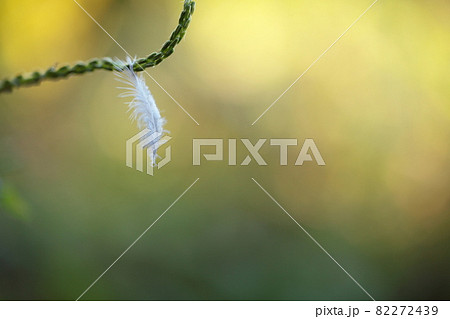植物に引っかかっている鳥の羽 82272439