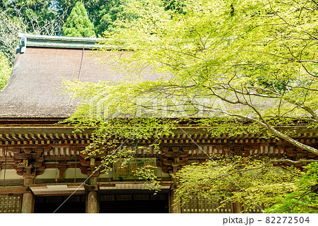 奈良県宇陀市　室生寺の金 堂と新緑の青もみじ 82272504