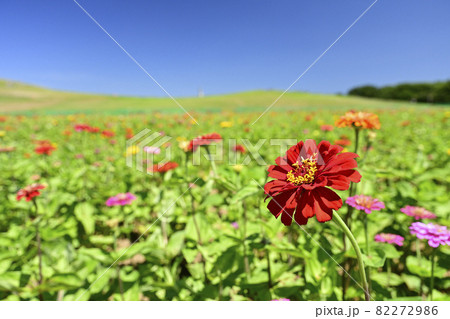 真夏の公園の赤い花 82272986