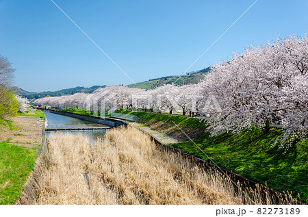 流川の桜並木 流川の桜並木 82273189