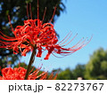 ヒガンバナ 82273767