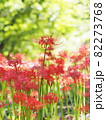 ヒガンバナ 82273768