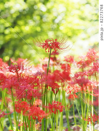 ヒガンバナ 82273768