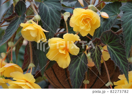 9月　調布1069ベゴニア･シュウカイドウ科･大温室･都立神代植物園 82273782