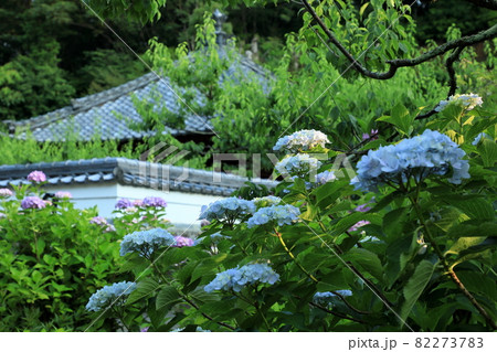 本光寺の伽藍とアジサイ 82273783