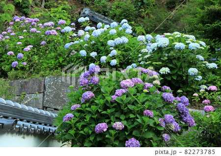 本光寺の三色のてまり咲きアジサイ 82273785