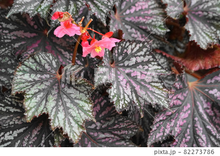 9月 調布1068根茎性ベゴニア(レックス・ベゴニア)・シュウカイドウ科・大温室・都立神代植物園 9月 調布1068根茎性ベゴニア(レックス・ベゴニア)・シュウカイドウ科・大温室・都立神代植物園 82273786