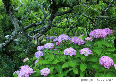 本光寺のアジサイの庭 82273787