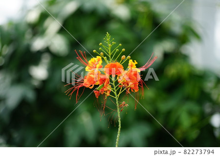 9月　調布1061オウコチョウ･マメ科･大温室･都立神代植物公園 82273794