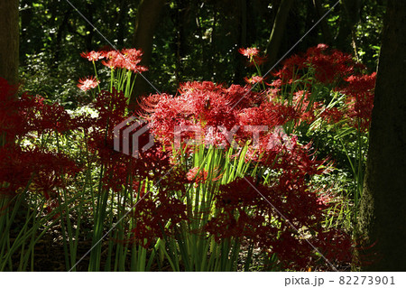 彼岸花 彼岸花 82273901