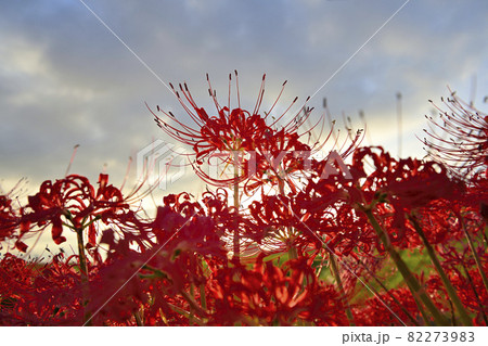 矢勝川の彼岸花 82273983