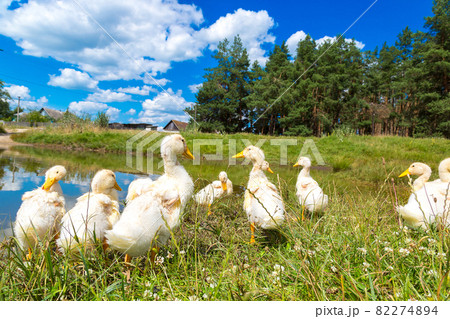 White ducklings White ducklings 82274894