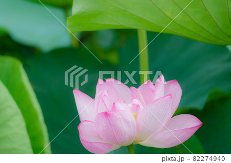 東京都台東区上野にある不忍池に咲く蓮の花 東京都台東区上野にある不忍池に咲く蓮の花 82274940